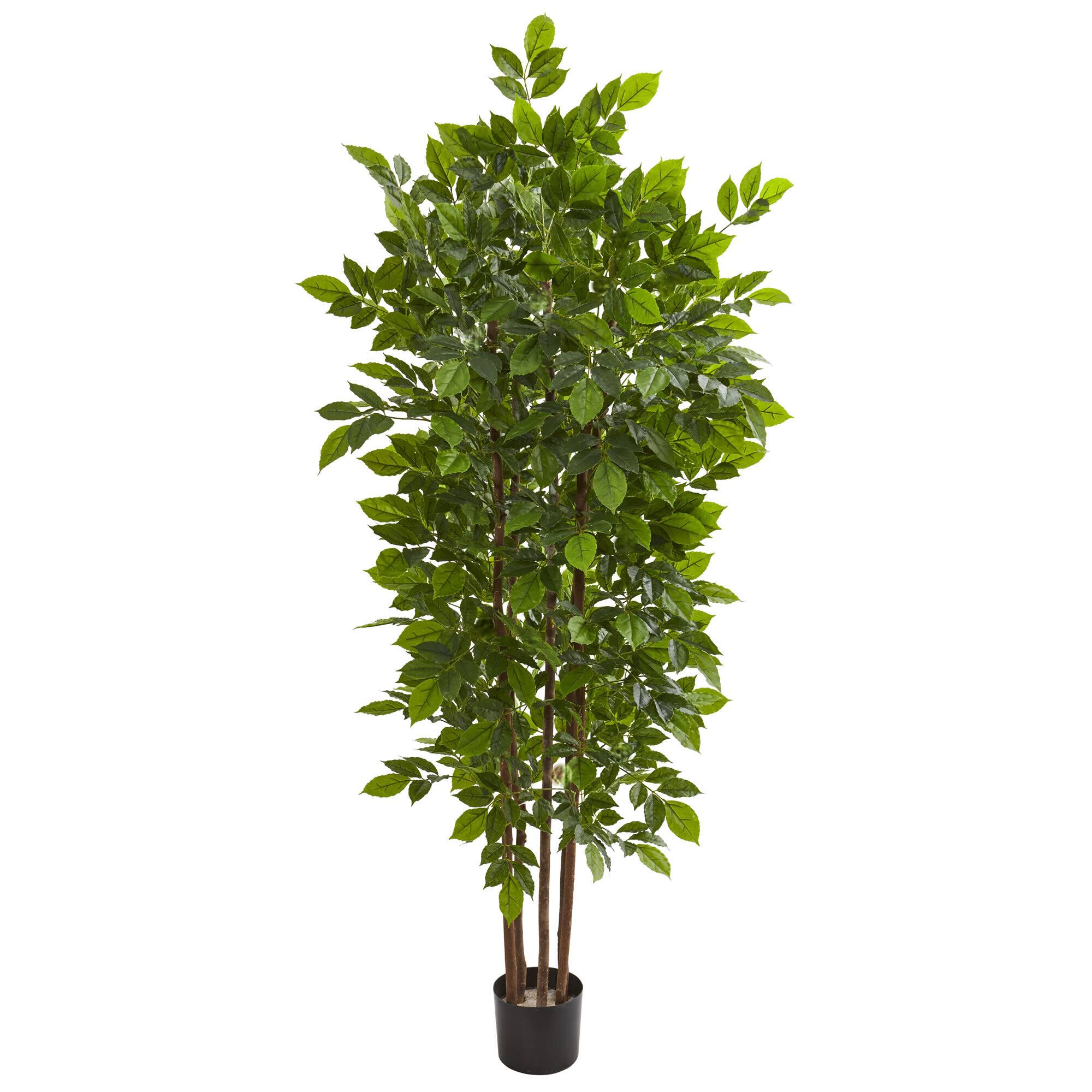6.3ft. Potted River Birch Tree